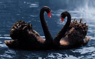 黑天鹅之死视频爆料,视频爆料背后的惊人真相